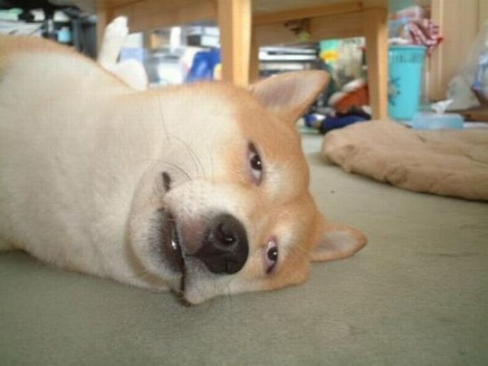 BoredShibaInu